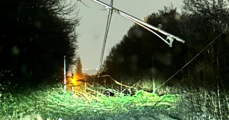 A Fallen Tree Knocks Down Overhead Power Lines