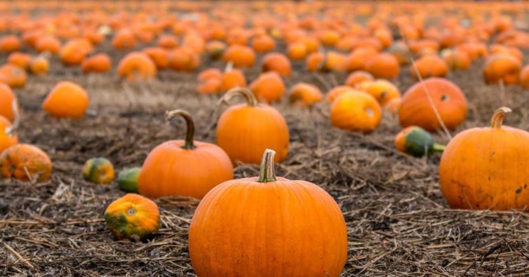 Pumpkin Picking Is A Complete Scam It's Just For