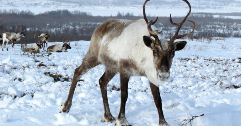 Reader Letter: Reindeer Are Not Christmas Decorations