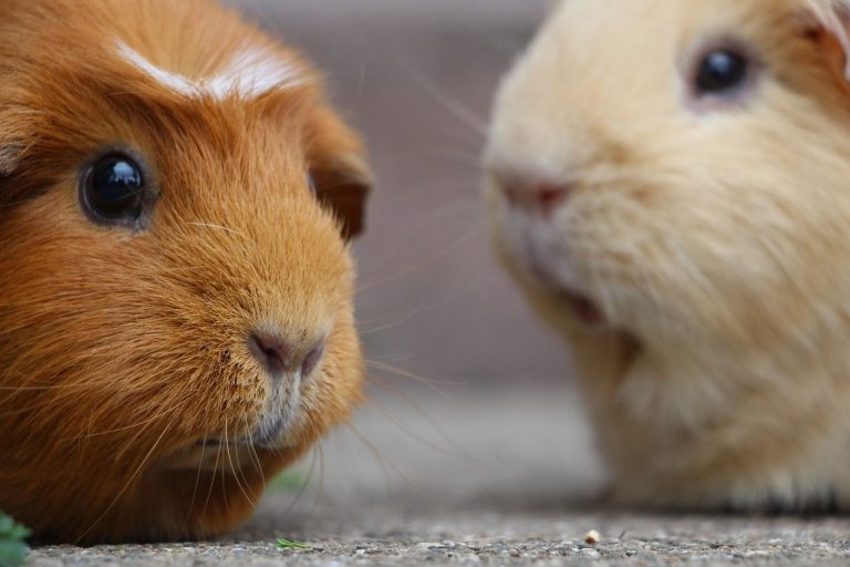 North Yorkshire Rspca Inspectors Issue Cold Weather Advisory