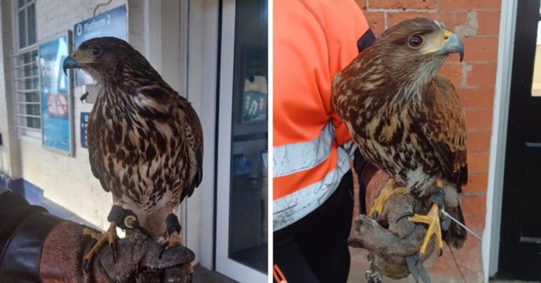 Hawks' maverick and zulu help scare pigeons for the northern